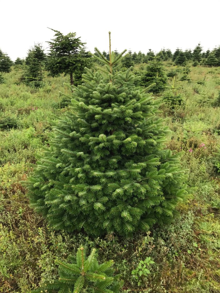 Vente de sapins de Noël au Marché de Rungis NATURE & SAPINS MIN de Rungis Paris Sapin de